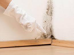 Best Mold Odor Removal Services in Carmel, IN